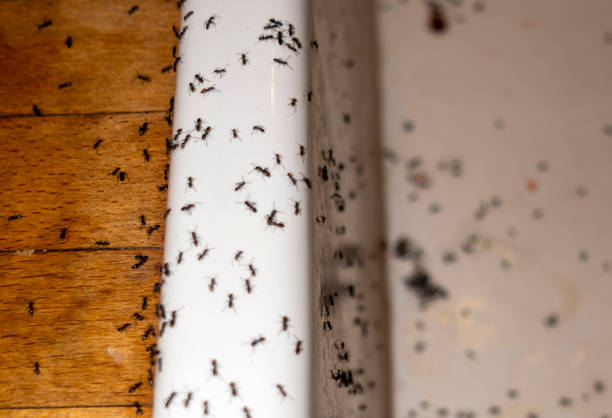 Trusted Jacksonville, TX Pest Control Experts