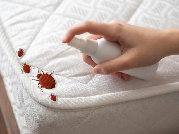 Best Spider Control Near Me  in Jacksonville, TX