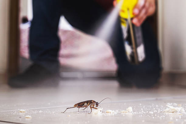 Best Termite Control Services  in Jacksonville, TX